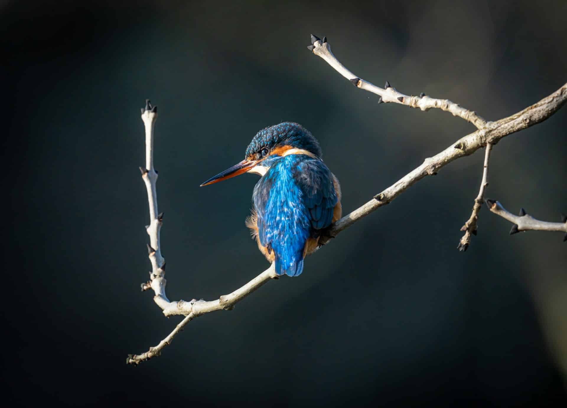 Kingfisher perched on a bare branch.